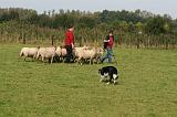 BORDER COLLIE - MOUTONS 008